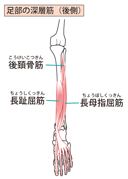 足の深層筋のイラスト